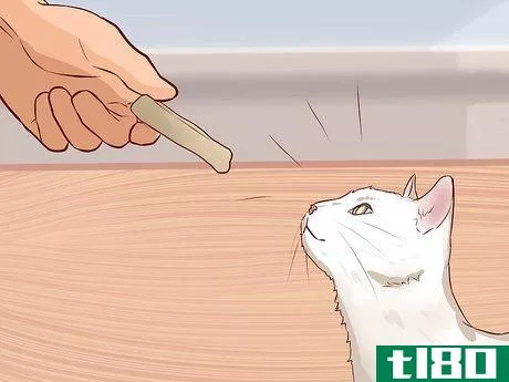 Image titled Get a Cat to Like You Step 5