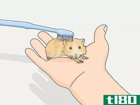 Image titled Groom a Long Haired Hamster Step 13