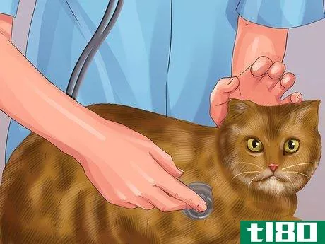 Image titled Help Your Cat Age Well Step 2