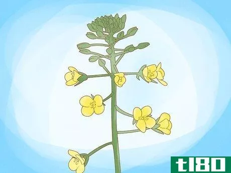 Image titled Grow Plants Using Hydroponics Step 13