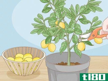 Image titled Grow Lemon Trees Indoors Step 19