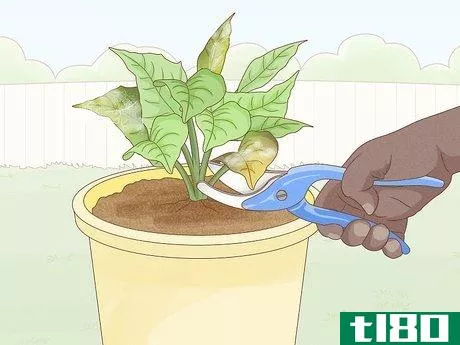 Image titled Get Rid of Mold on Houseplants Step 8