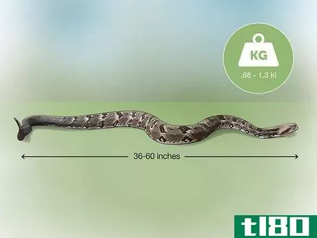 Image titled Identify a Timber Rattlesnake Step 3