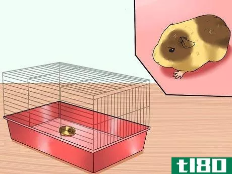 Image titled Get Your Guinea Pig to Stop Biting You Step 3