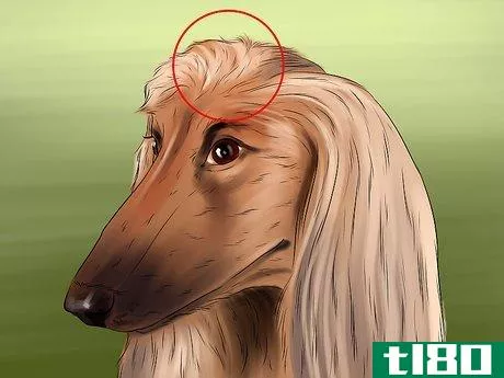Image titled Identify an Afghan Hound Step 3