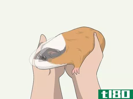 Image titled Hold a Guinea Pig Step 13