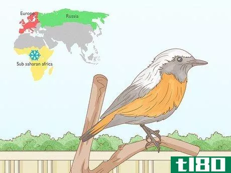 Image titled Identify a European Robin Step 19