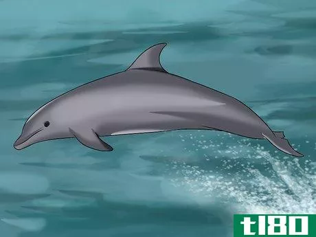 Image titled Identify a New Zealand Dolphin Step 13
