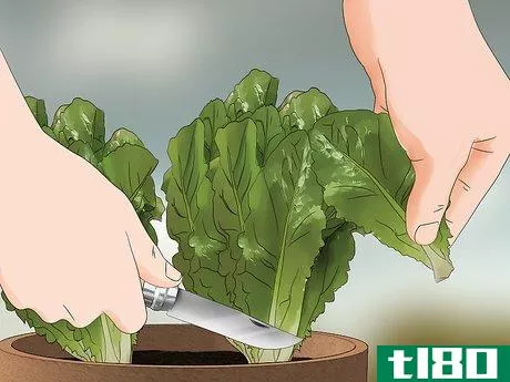 Image titled Grow Lettuce in a Pot Step 20