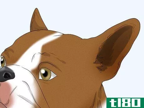 Image titled Identify a Boston Terrier Step 3