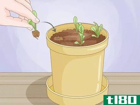 Image titled Grow Lettuce Indoors Step 5