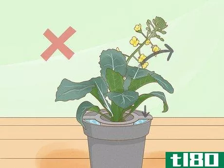 Image titled Grow Plants Using Hydroponics Step 14