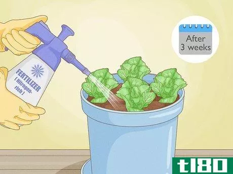 Image titled Grow Lettuce Indoors Step 10