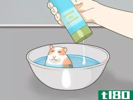 Image titled Give Your Hamster a Bath Step 13