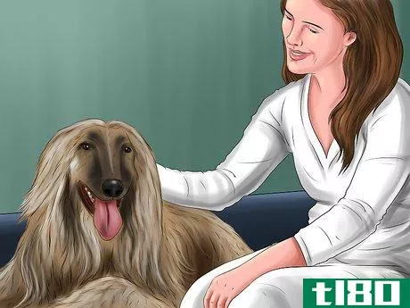 Image titled Identify an Afghan Hound Step 7