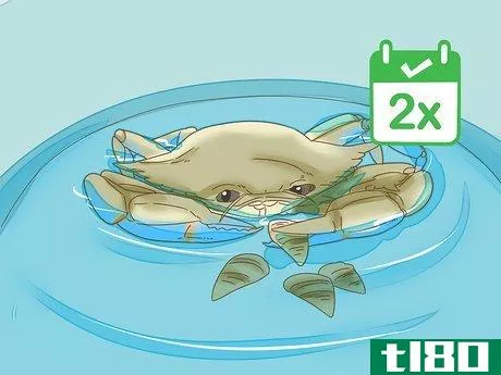 Image titled Keep Blue Crabs Alive Step 6