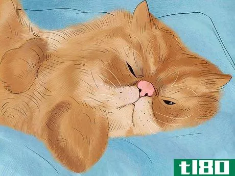 Image titled Know if Your Cat Is Getting Enough Sleep Step 3