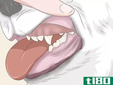 Image titled Groom a Bichon Frise Step 10