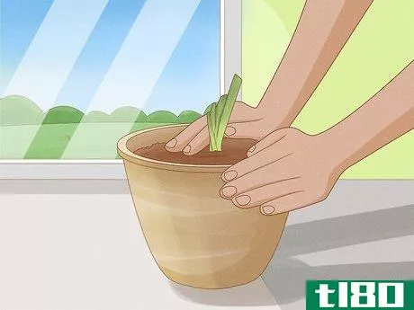 Image titled Grow Bearded Irises Step 9