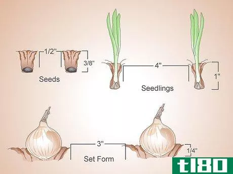Image titled Grow Sweet Onions Step 6