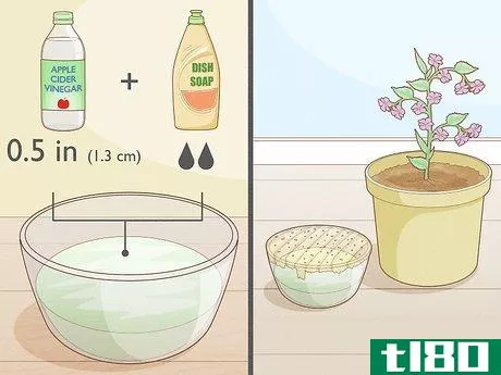 Image titled Get Rid of Gnats in Houseplants Step 2