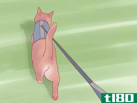 Image titled Introduce Your Kitten to the Outdoors Safely Step 15
