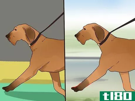 Image titled Improve Your Dog's Show Ring Gait Step 1