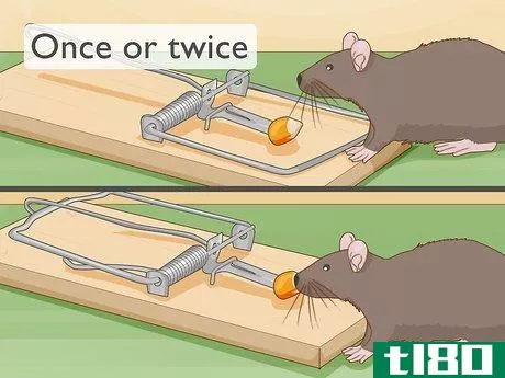 Image titled Get Rid of Rats Without Harming the Environment Step 5