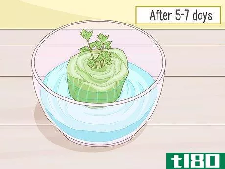 Image titled Grow Celery from a Stalk Step 5
