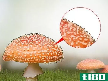 Image titled Identify Poisonous Mushrooms Step 4