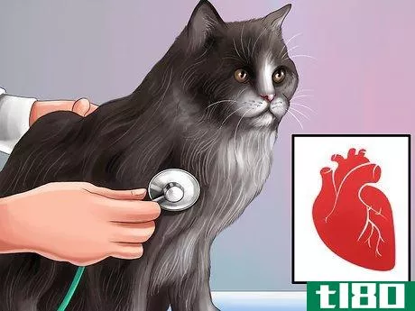 Image titled Give Amlodipine Besylate to Cats with High Blood Pressure Step 1