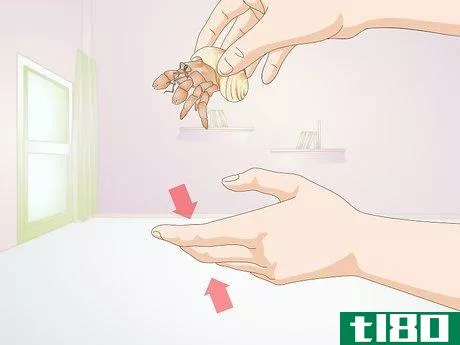 Image titled Hold a Hermit Crab Step 4