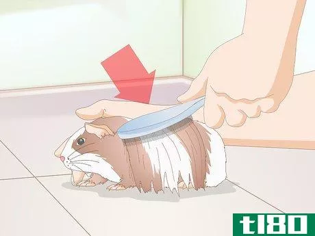 如何训练一只豚鼠(groom a guinea pig)