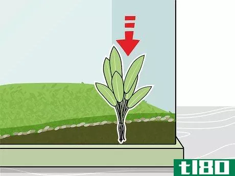 Image titled Grow Freshwater Aquarium Plants Step 9