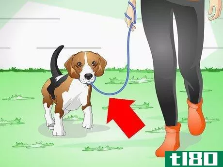 Image titled Keep Your Dog Calm Outside His Crate Step 7
