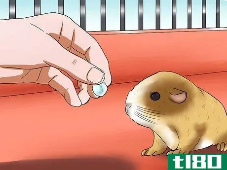 Image titled Get Your Guinea Pig to Stop Biting You Step 9