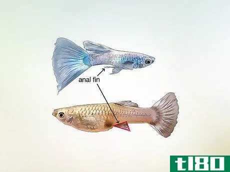 Image titled Identify Male and Female Guppies Step 7