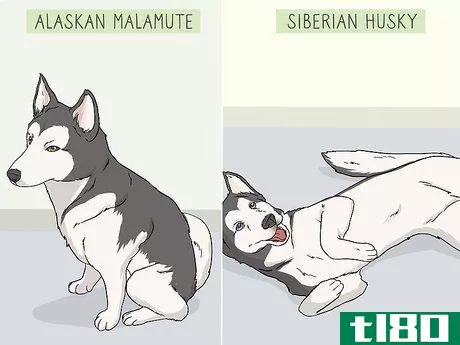 Image titled Identify an Alaskan Malamute from a Siberian Husky Step 6