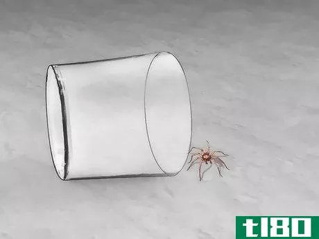 Image titled Get Spiders Out of Your House Without Killing Them Step 10