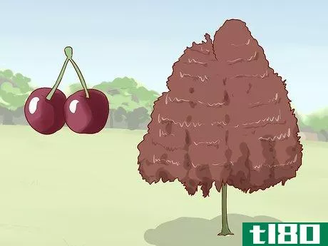 Image titled Identify Cherry Trees Step 10