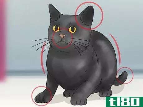 Image titled Identify a Bombay Cat Step 3