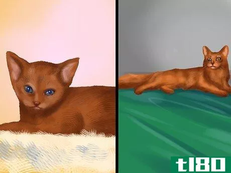 Image titled Identify an Abyssinian Cat Step 3