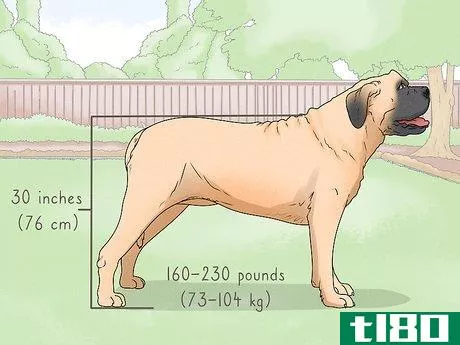 Image titled Identify a Mastiff Step 1