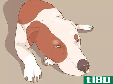 Image titled Know When Your Dog is Sick Step 9