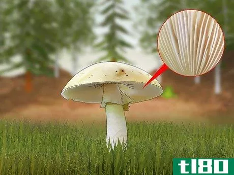 Image titled Identify a Death Cap Mushroom Step 3
