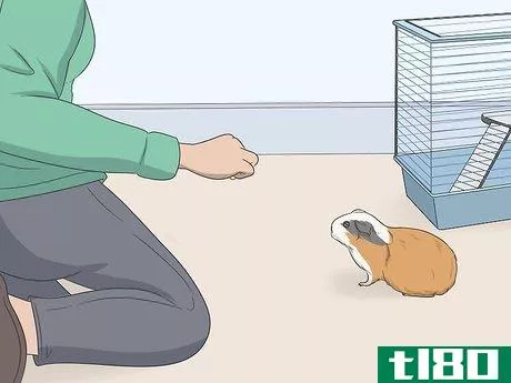 Image titled Hold a Guinea Pig Step 15