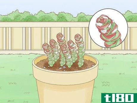 Image titled Grow Succulents Outdoors Step 14