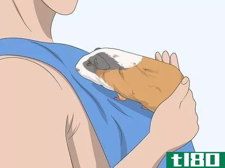 Image titled Hold a Guinea Pig Step 9