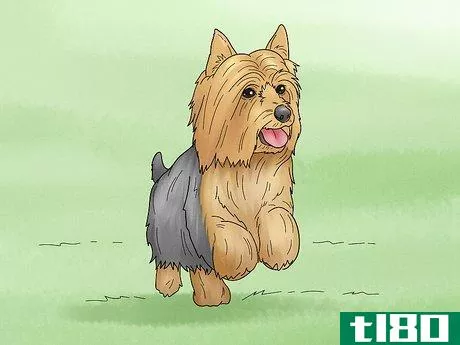 Image titled Identify a Silky Terrier Step 15