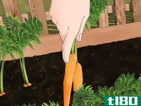 Image titled Grow Baby Carrots Step 11